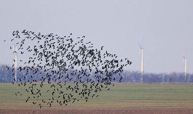 Обстановка по кайфу. День 27. Перелітні птахи атакують бункер путіна